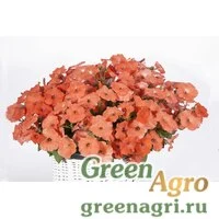 Семена Петуния ампельная гибридная (Petunia x hybrida) "Amore Mio F1" (salmon) raw 1000 шт.