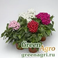 Семена Пентас ланцетовидный (Pentas lanceolata) "HoneyCluster F1" (mix) pelleted 1000 шт.