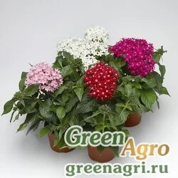 Семена Пентас ланцетовидный (Pentas lanceolata) "HoneyCluster F1" (mix) pelleted 1000 шт.