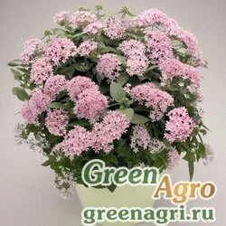 Пентас ланцетовидный Pentas lanceolata Graffiti F1 Lavender Pelleted 1000