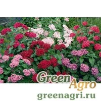 Семена Пентас ланцетовидный (Pentas lanceolata) "Kaleidoscope F1" (mix) Pelleted 1000 шт.