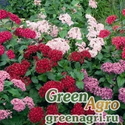 Семена Пентас ланцетовидный (Pentas lanceolata) "Kaleidoscope F1" (mix) Pelleted 1000 шт.
