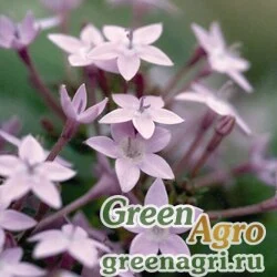 Пентас ланцетовидный Pentas lanceolata Northern Lights Lavender Pelleted 1000