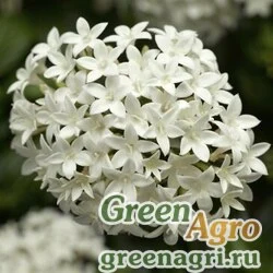 Пентас ланцетовидный Pentas lanceolata HoneyCluster F1 white Pelleted 1000