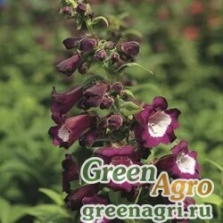 Пенстемон Хартвига Penstemon hartwegii Arabesque violet Raw 1000