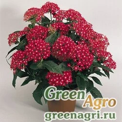 Пентас ланцетовидный Pentas lanceolata New Look Red Pelleted 1000