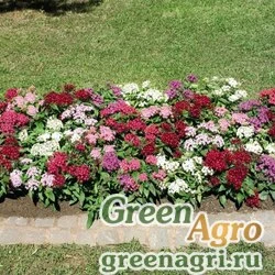 Пентас ланцетовидный Pentas lanceolata Graffiti F1 Mix Pelleted 1000