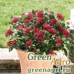 Пентас ланцетовидный Pentas lanceolata Graffiti F1 Red Lace — red Pelleted 1000