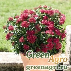 Пентас ланцетовидный Pentas lanceolata BeeBright F1 lipstick Pelleted 1000