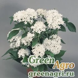 Пентас ланцетовидный Pentas lanceolata New Look White Pelleted 1000