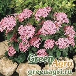 Пентас ланцетовидный Pentas lanceolata Graffiti F1 Pink Pelleted 1000