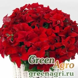 Семена Петуния грандифлора Капри Ред 250