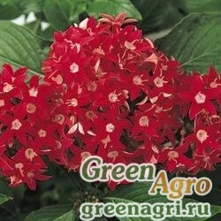 Семена Пентас ланцетовидный Pentas lanceolata BUTTERFLY RED Pelleted 1000