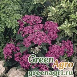 Пентас ланцетовидный Pentas lanceolata Graffiti F1 Violet Pelleted 1000
