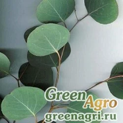 Семена Эвкалипт обильноцветковый (Eucalyptus polyanthemos) 2 гр.
