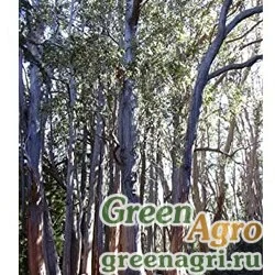 Семена Эвкалипт косой (Eucalyptus obliqua) 3 гр.
