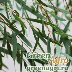 Семена Эвкалипт Николи (Eucalyptus nicholii) 3 гр.