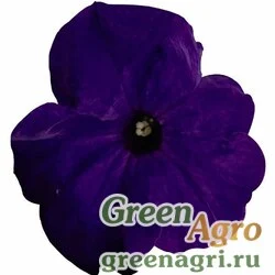 Семена Петуния грандифлора Саксесс Эйч Ди Блю 1000