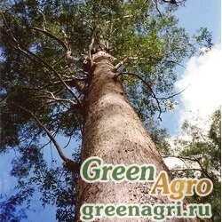 Семена Эвкалипт клобучковый (Eucalyptus pilularis) 5 гр.