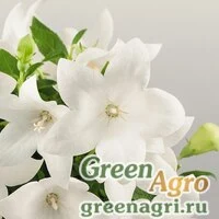 Семена Платикодон Поп Стар Вайт 1000