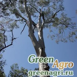 Семена Эвкалипт лимонный (Eucalyptus citriodora) 35 гр