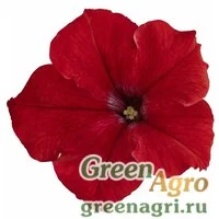 Семена Петуния грандифлора Саксесс Эйч Ди Ред 1000