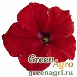 Семена Петуния грандифлора Саксесс Эйч Ди Ред 1000