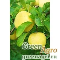Семена Яблоня кавказская (Malus caucasica) 25 гр.