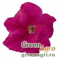 Семена Петуния грандифлора Саксесс Эйч Ди Пинк 1000