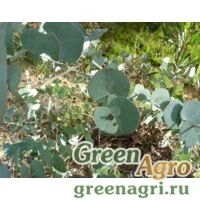 Семена Эвкалипт Бриджеса (Eucalyptus bridgesiana) 3 гр.