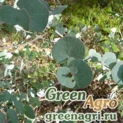 Семена Эвкалипт Бриджеса (Eucalyptus bridgesiana) 3 гр.