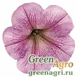 Семена Петуния ампельная Саксесс Сильвер Вейн 1000