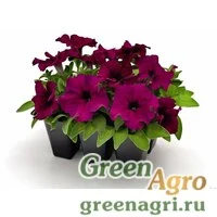 Семена Петуния грандифлора Саксесс 360° Бургунди 1000
