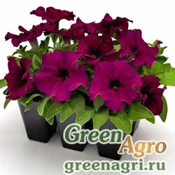 Семена Петуния грандифлора Саксесс 360° Бургунди 1000