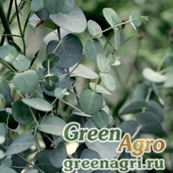 Семена Эвкалипт Гунна (Eucalyptus gunni) "Silver Drop" 0,5 гр.