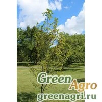 Семена Черемуха виргинская (Prunus virginiana) 30 г