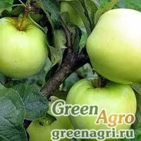 Семена Яблоня антоновка (Malus domestica Antonovka) 45 г