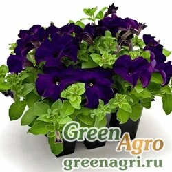 Семена Петуния грандифлора Саксесс 360° Блю 1000