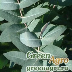 Семена Эвкалипт блестящий (Eucalyptus nitens) 0,2 гр.