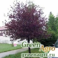 Семена Черемуха виргинская (Prunus virginiana) "Schubert" 10 г