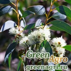 Семена Эвкалипт шаровидный (Eucalyptus globulus) 6 г