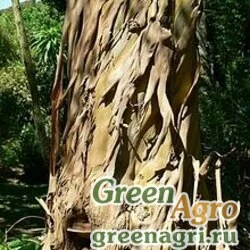 Семена Эвкалипт полумелкозубчатый (Eucalyptus subcrenulata) 2 гр.