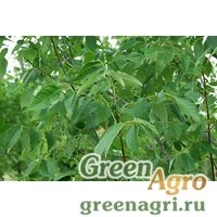Семена Ясень китайский (Fraxinus chinensis) 30 гр.