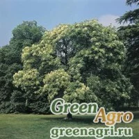 Семена Ясень манновый (Fraxinus ornus) 200 гр.