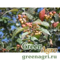 Семена Яблоня бурая (Malus fusca) 2 гр.