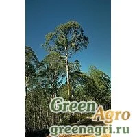 Семена Эвкалипт (Eucalyptus delegatensis) 6 г