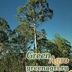 Семена Эвкалипт (Eucalyptus delegatensis) 6 г