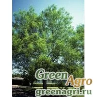 Семена Ясень бархатный (Fraxinus velutina) 20 гр.
