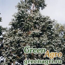 Семена Эвкалипт сердцевидный (Eucalyptus cordata) 3 гр.