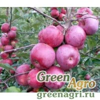 Семена Яблоня гирканская (Malus hyrcana) 20 гр.